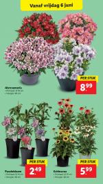 Lidl reclame folder week 23 pagina.17 